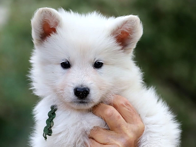 Berger Blanc Suisse Welpe kaufen