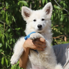 Berger Blanc Suisse Welpe kaufen