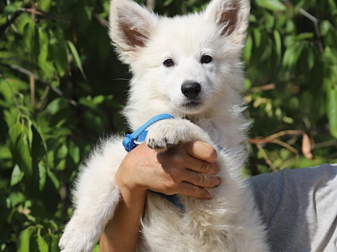 Berger Blanc Suisse Welpe kaufen