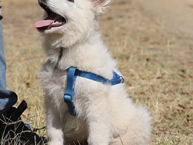 Berger Blanc Suisse Welpe kaufen