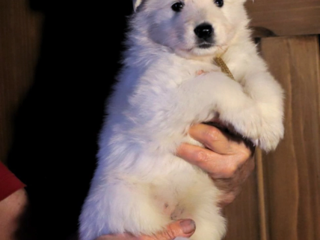 White Swiss Shepherd Dog puppy for sale