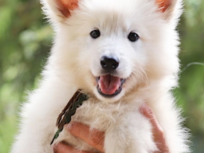 Berger Blanc Suisse Welpe kaufen