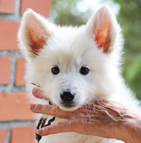 White Swiss Shepherd Dog puppy for sale