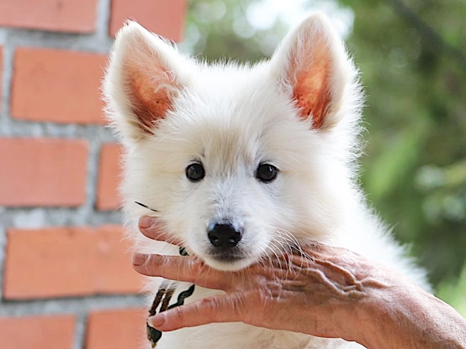 Berger Blanc Suisse Welpe kaufen