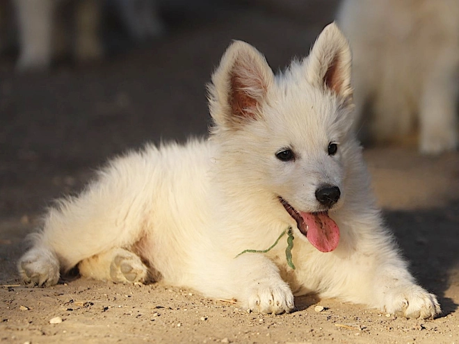 Berger Blanc Suisse Welpe kaufen