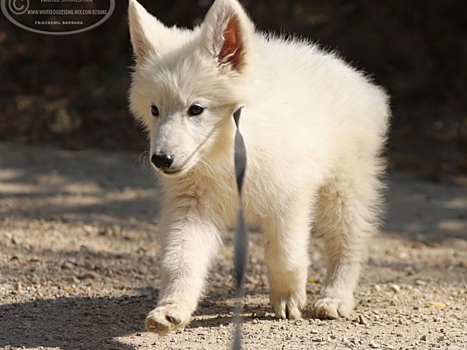 Berger Blanc Suisse Welpe kaufen
