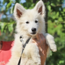 Madonna, white Berger Blanc Suisse Welpen kaufen