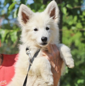 Berger Blanc Suisse Welpe kaufen