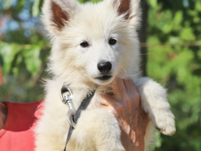 Berger Blanc Suisse Welpe kaufen