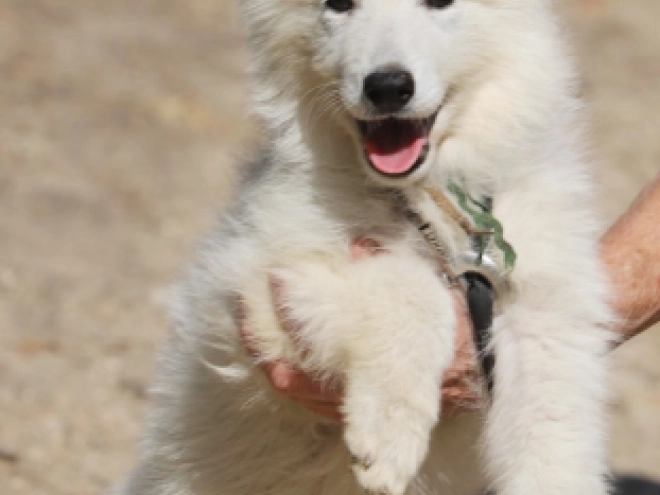 Berger Blanc Suisse Welpe kaufen