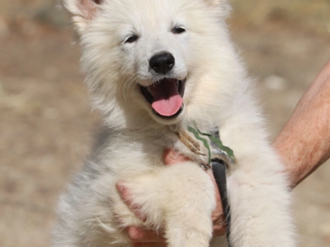 Berger Blanc Suisse Welpe kaufen