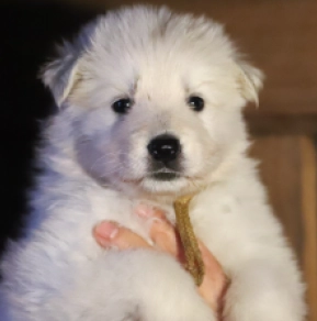 White Swiss Shepherd Dog puppy for sale