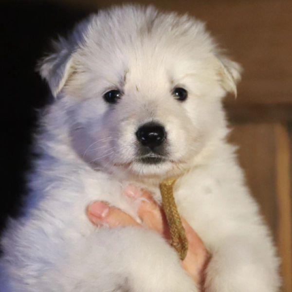 white german shepherd with blue eyes