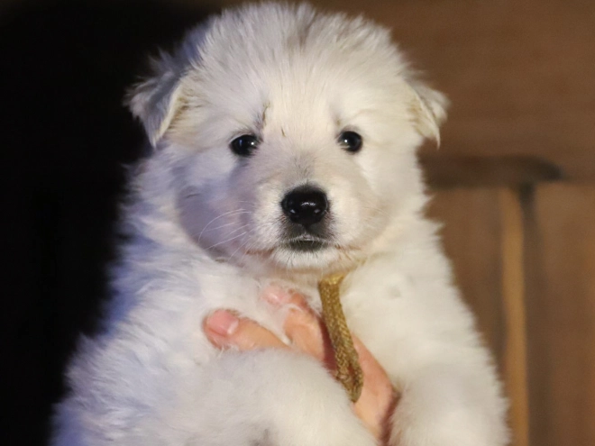 White Swiss Shepherd Dog puppy for sale
