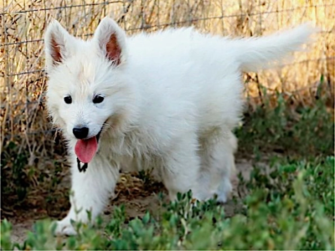Berger Blanc Suisse Welpe kaufen
