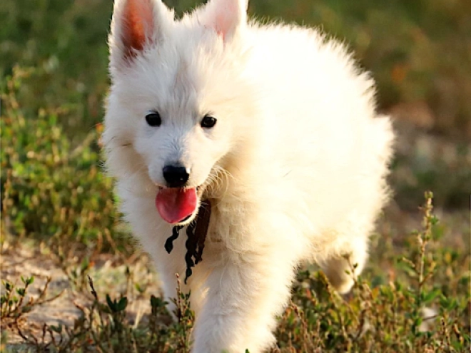Berger Blanc Suisse Welpe kaufen