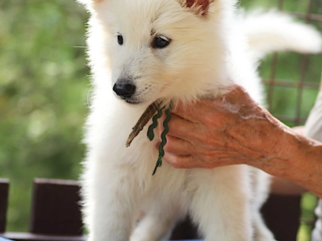 Berger Blanc Suisse Welpe kaufen