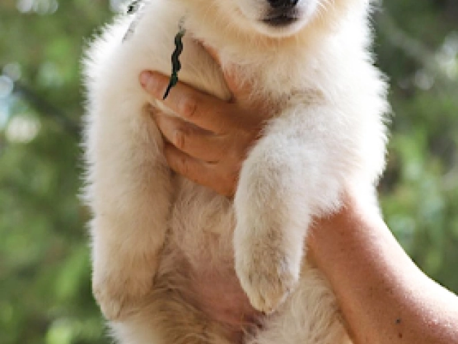 Berger Blanc Suisse Welpe kaufen