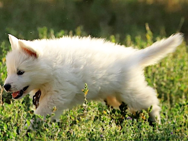 Berger Blanc Suisse Welpe kaufen