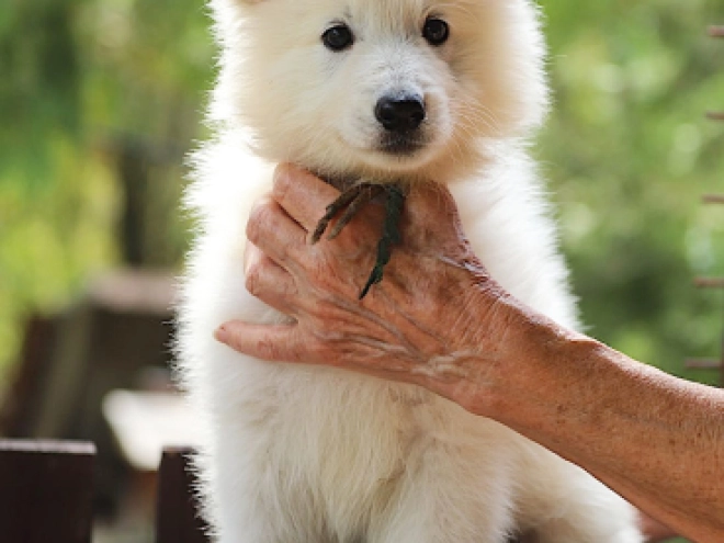 Berger Blanc Suisse Welpe kaufen