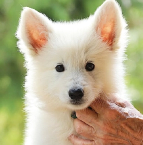 Perros Pastor Blanco Suizo en venta
