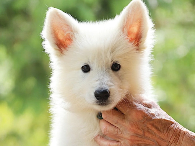 Berger Blanc Suisse Welpe kaufen
