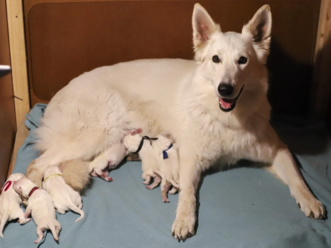 White Swiss Shepherd Dog puppy for sale