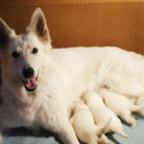 Promising litter, white Pastor Blanco Suizo en venta