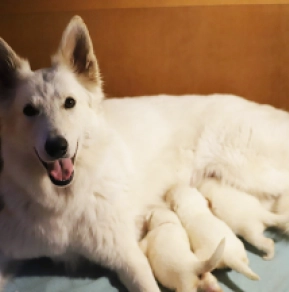 Perros Pastor Blanco Suizo en venta