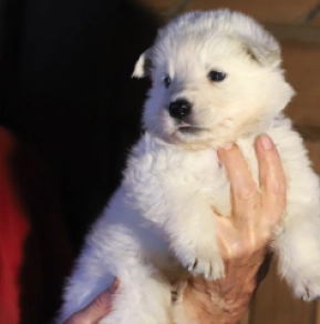White Swiss Shepherd Dog puppy for sale