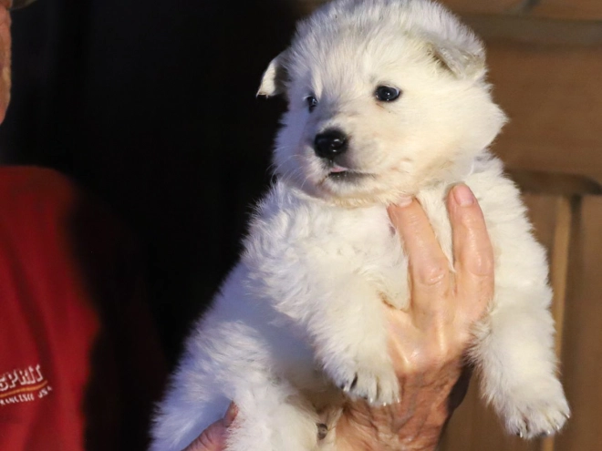 White Swiss Shepherd Dog puppy for sale