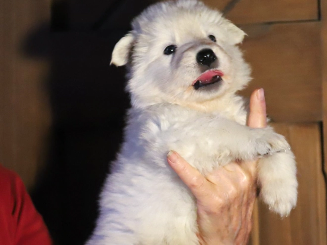 White Swiss Shepherd Dog puppy for sale