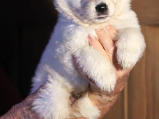 White Swiss Shepherd Dog puppy for sale