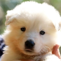 Snow Storm, white Berger Blanc Suisse Welpen kaufen