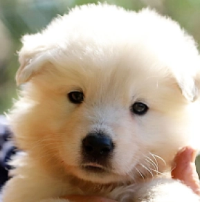 Berger Blanc Suisse Welpe kaufen