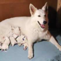 Promising litter, white White Swiss Shepherd Dog for sale