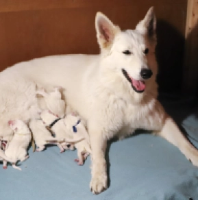 White Swiss Shepherd Dog puppy for sale