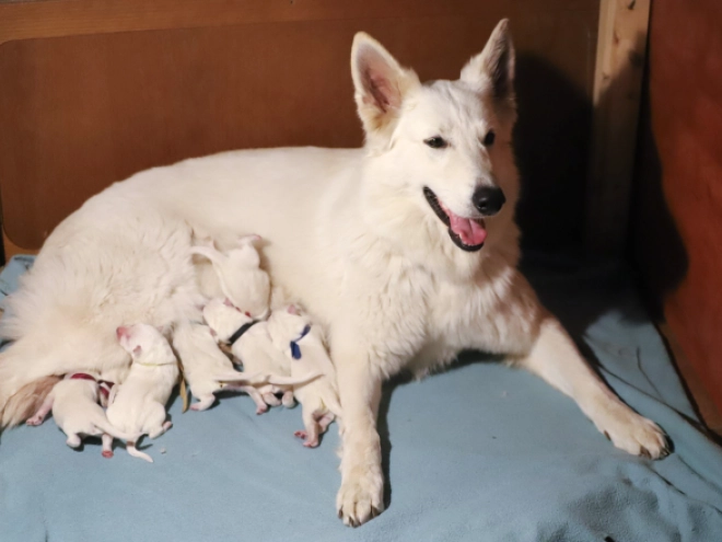 White Swiss Shepherd Dog puppy for sale