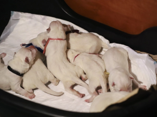 White Swiss Shepherd Dog puppy for sale