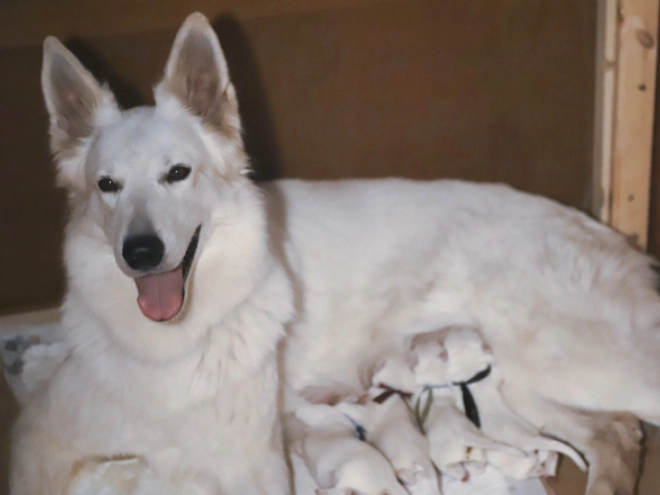 White Swiss Shepherd Dog puppy for sale