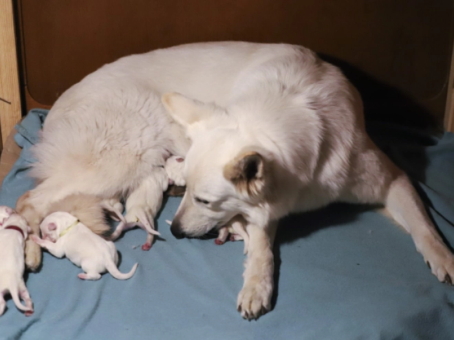 White Swiss Shepherd Dog puppy for sale