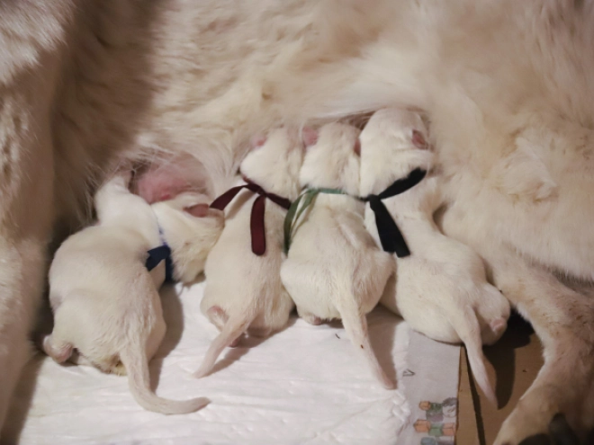 White Swiss Shepherd Dog puppy for sale