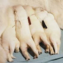Promising litter, white White Swiss Shepherd Dog for sale
