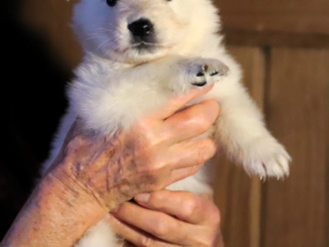 White Swiss Shepherd Dog puppy for sale