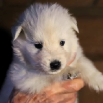 Volt, white Berger Blanc Suisse Welpen kaufen