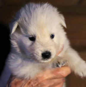 White Swiss Shepherd Dog puppy for sale