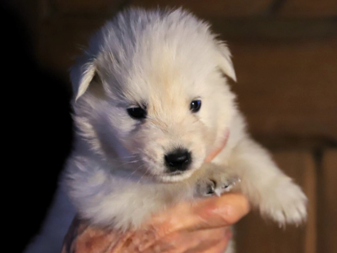 White Swiss Shepherd Dog puppy for sale