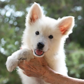 Perros Pastor Blanco Suizo en venta