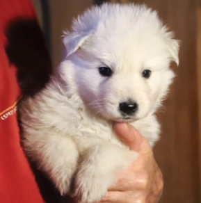 White Swiss Shepherd Dog puppy for sale