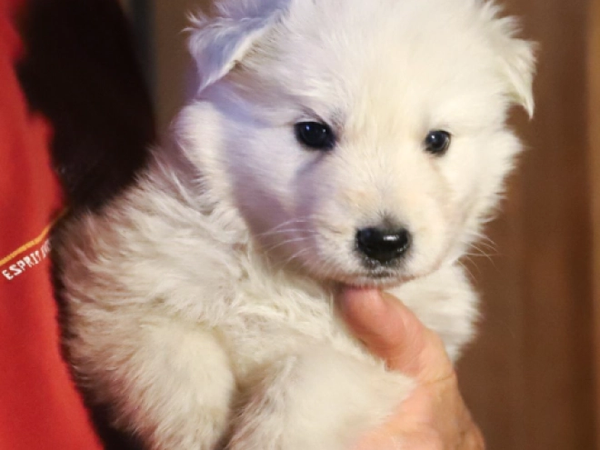 White Swiss Shepherd Dog puppy for sale